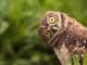 burrowing owl athene cunicularia tilts its head outside its burrow on marco island florida