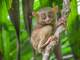 tarsier